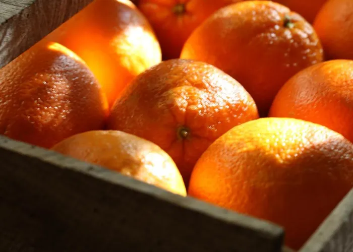 ジャルダン スクレット ニーム